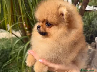 Pomerania perros Pomerania hembra súper miniatura - Anuncio 1