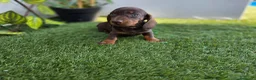 Teckel Miniatura perros en venta: TECKEL MINIATURA - Anuncio 2