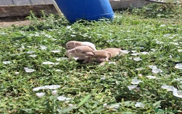 Chihuahua perros en venta: Chihuahua macho  - Imagen 3