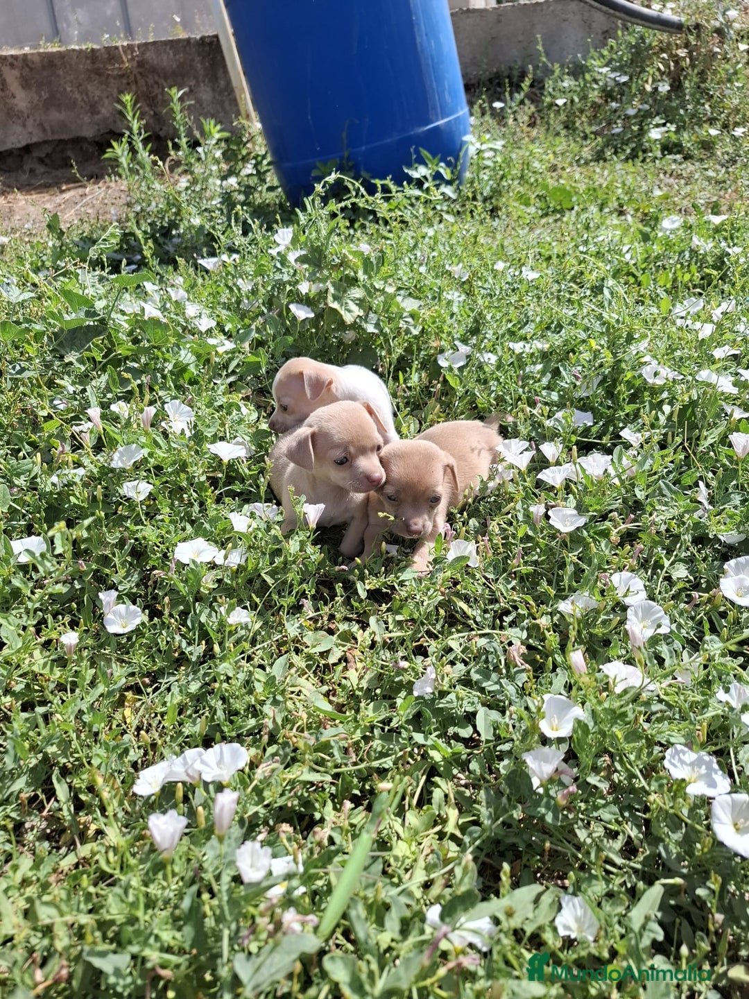 Chihuahua perros en venta: Chihuahua macho  - Imagen 3