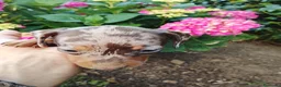 Teckel perros en venta: Cachorra de teckel  - Anuncio 1
