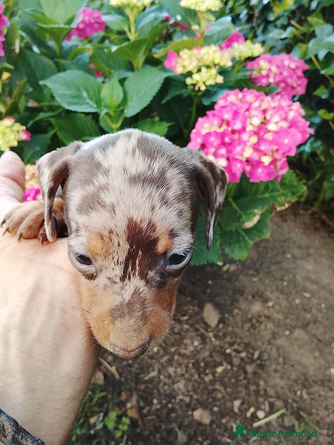 Teckel perros en venta: Cachorra de teckel  - Anuncio 1