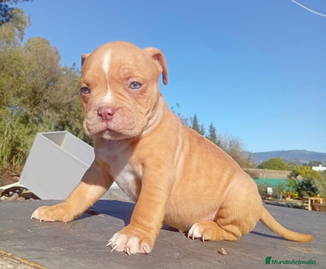 American Bully perros en venta: American bully - Anuncio 1