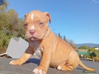 American Bully perros American bully - Anuncio 10