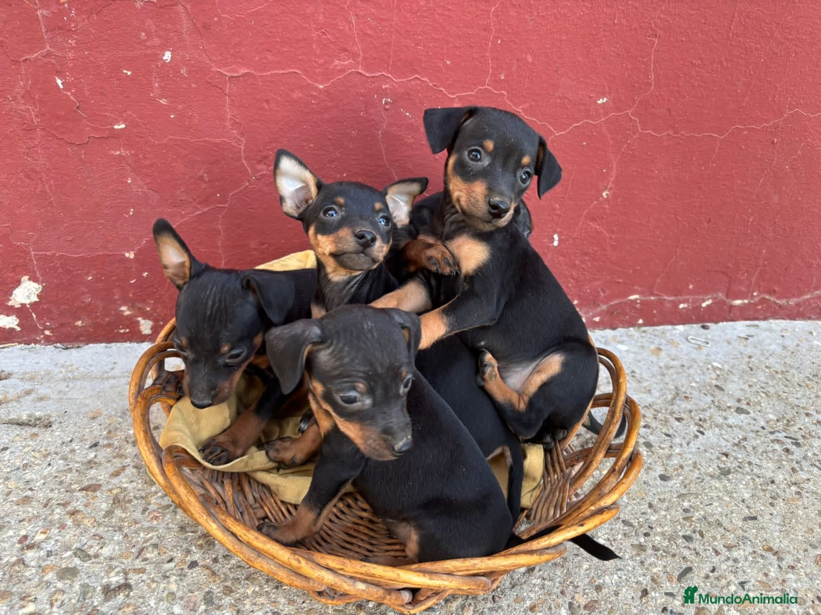 Ratón de Praga perros Ratón de praga - Anuncio 1