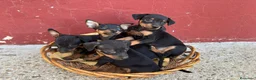 Ratón de Praga perros en venta: Ratón de praga - Anuncio 1