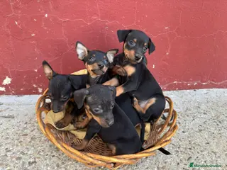 Ratón de Praga perros Ratón de praga - Anuncio 1