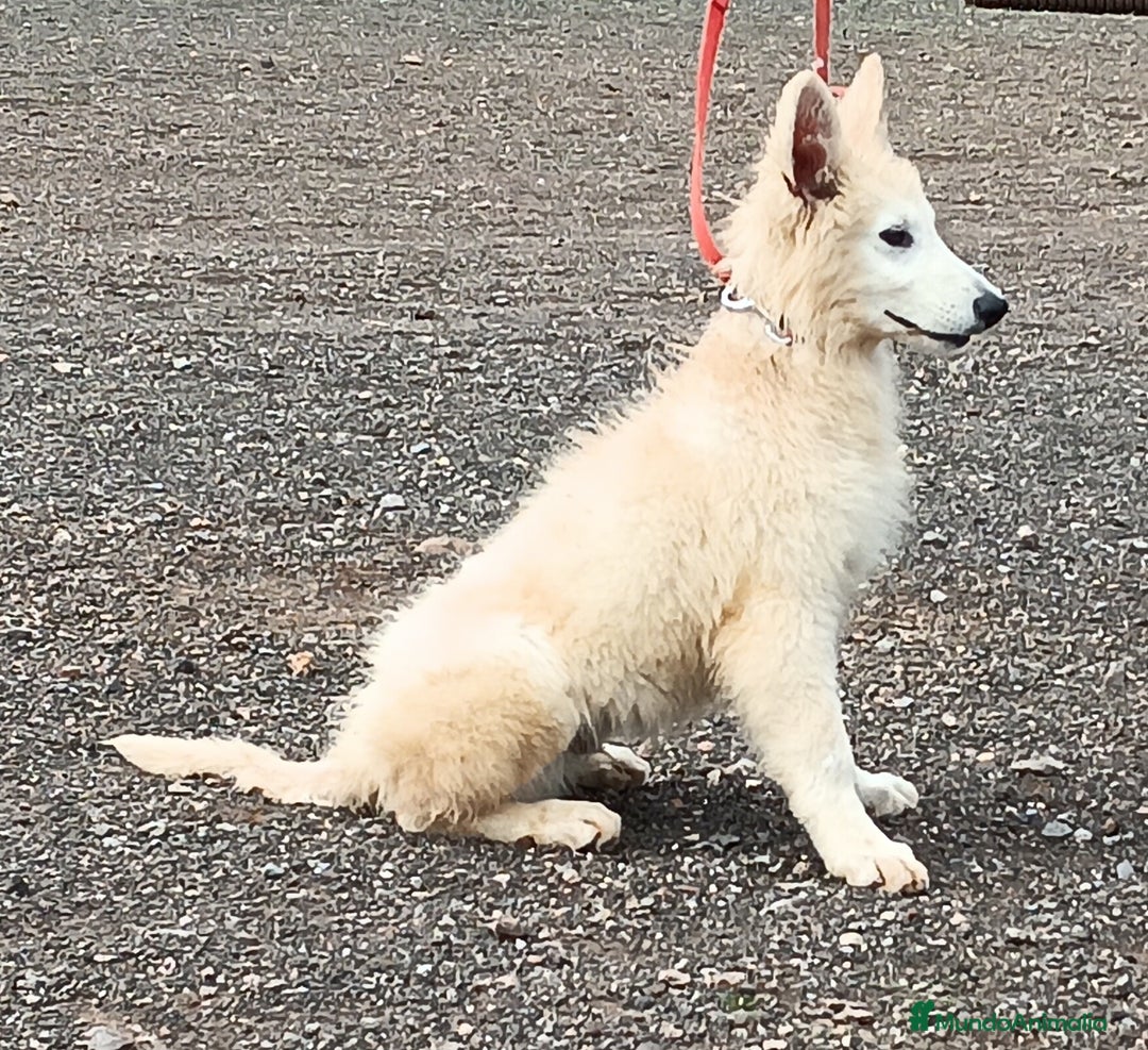 Pastor Blanco Suizo perros en venta: Pastor Blanco Suizo macho - Anuncio 4