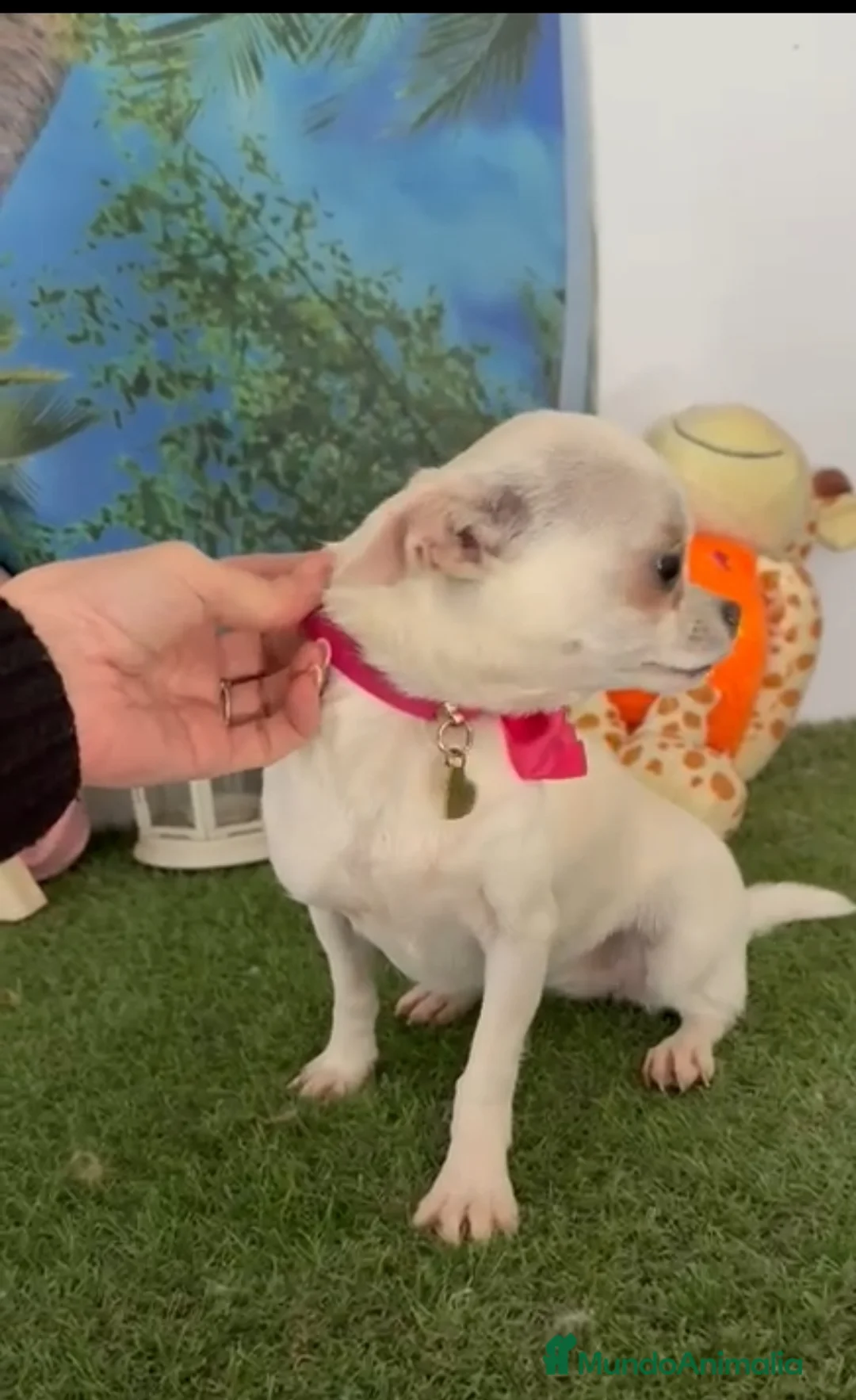 Chihuahua perros en venta: Chihuahua mini hembra - Anuncio 3