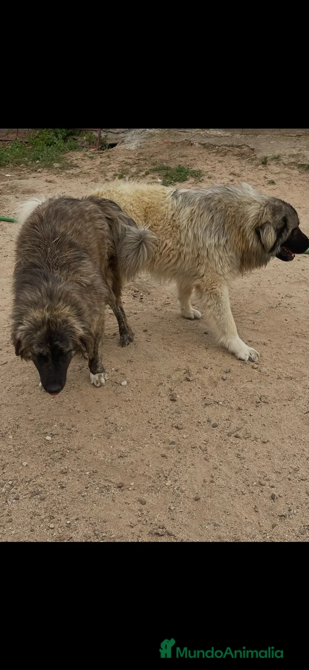 Pastor del Cáucaso perros en venta: Pastores del Caucasos de Calidad  - Anuncio 10