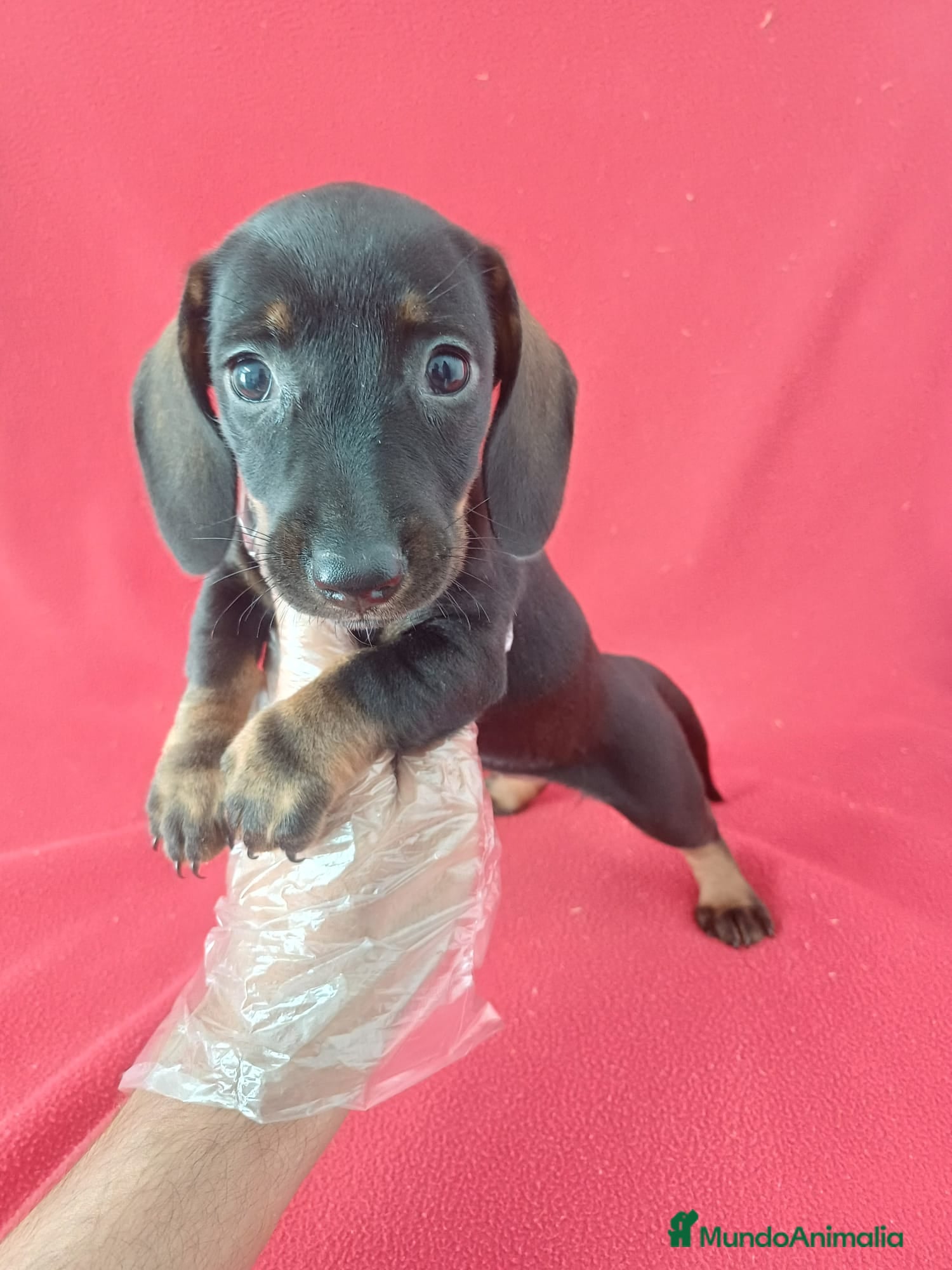 Teckel Miniatura perros Teckel Mini  - Anuncio 1