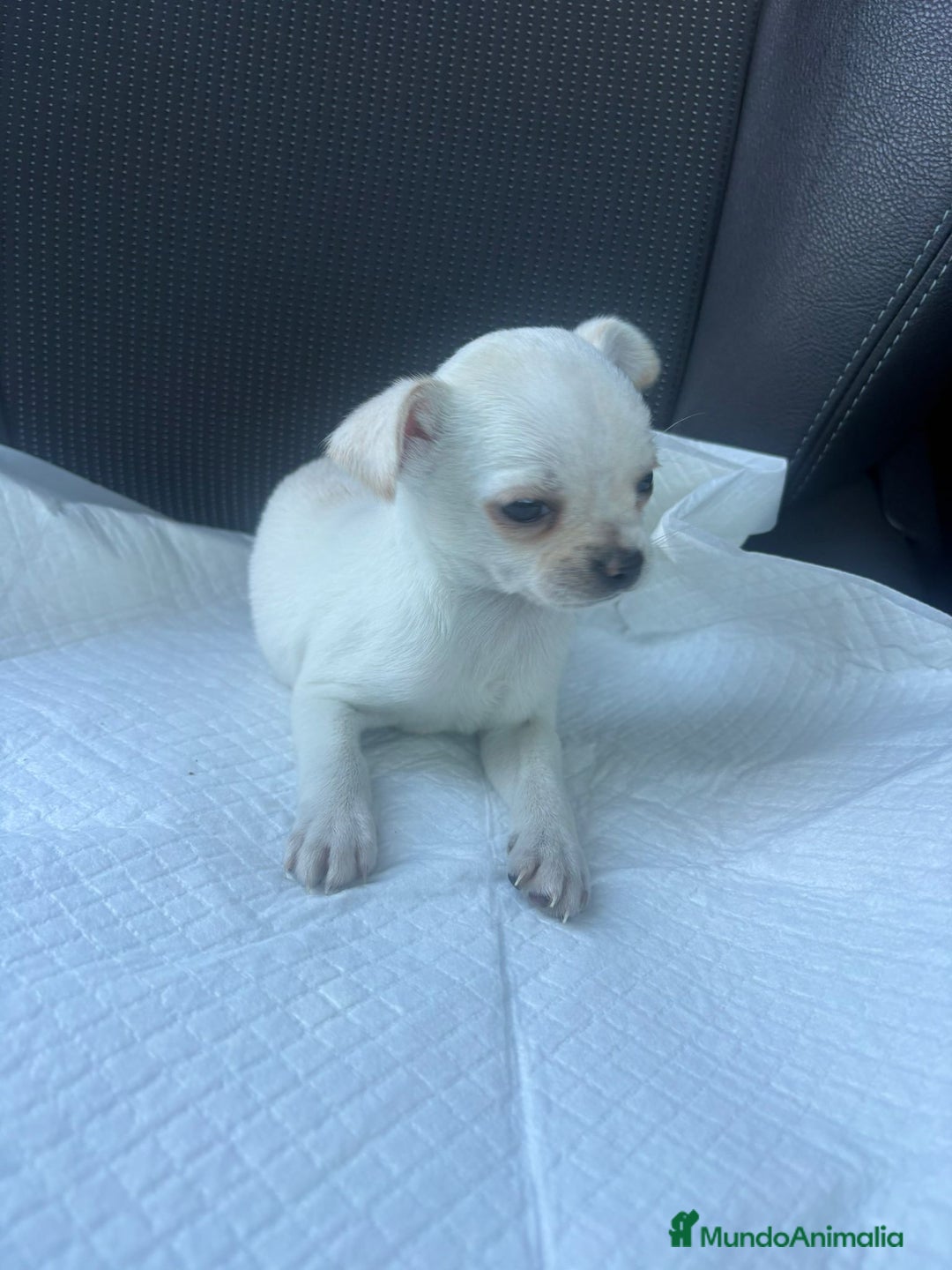 Chihuahua perros en venta: Chihuahua toy blanco nieve  - Anuncio 7