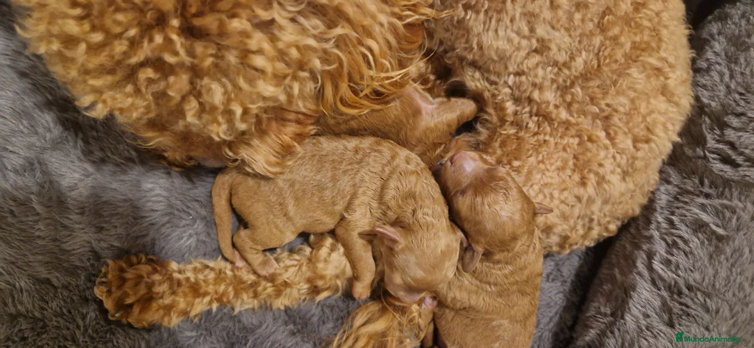 Caniche Toy perros en venta: Caniche toy rojo. - Anuncio 3