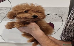 Caniche Toy perros en venta: Excelente camada de caniche rojo toy disponible  - Imagen 3