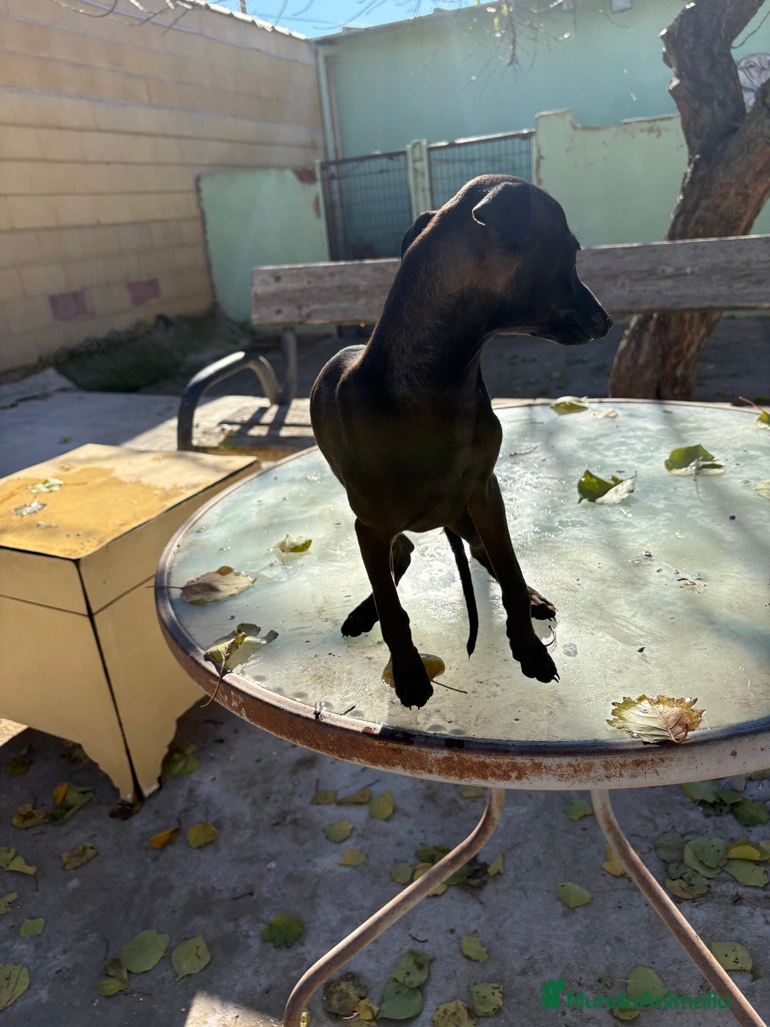 Pequeño Lebrel Italiano perros en venta: Hembra Piccolo lebrel italiano galgo  - Anuncio 9