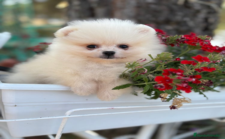 Pomerania perros - Anuncio 1