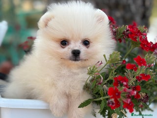 Pomerania perros - Anuncio 1