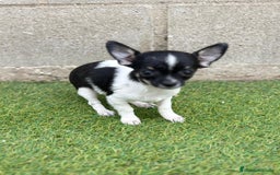 Chihuahua perros en venta: Chihuahua micro toy - Imagen 2