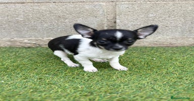 Chihuahua perros - Anuncio 5