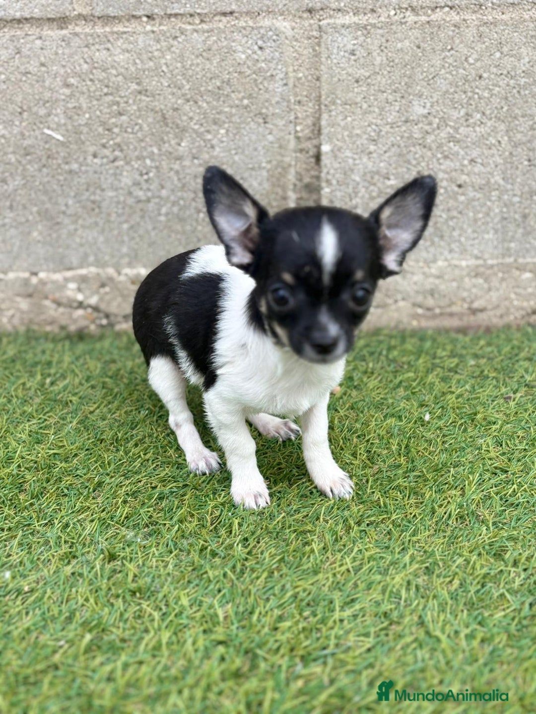 Chihuahua perros en venta: Chihuahua micro toy - Imagen 2