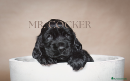 Cocker Spaniel Inglés perros en venta: Cocker Spaniel Ingés, cachorros - Anuncio 6