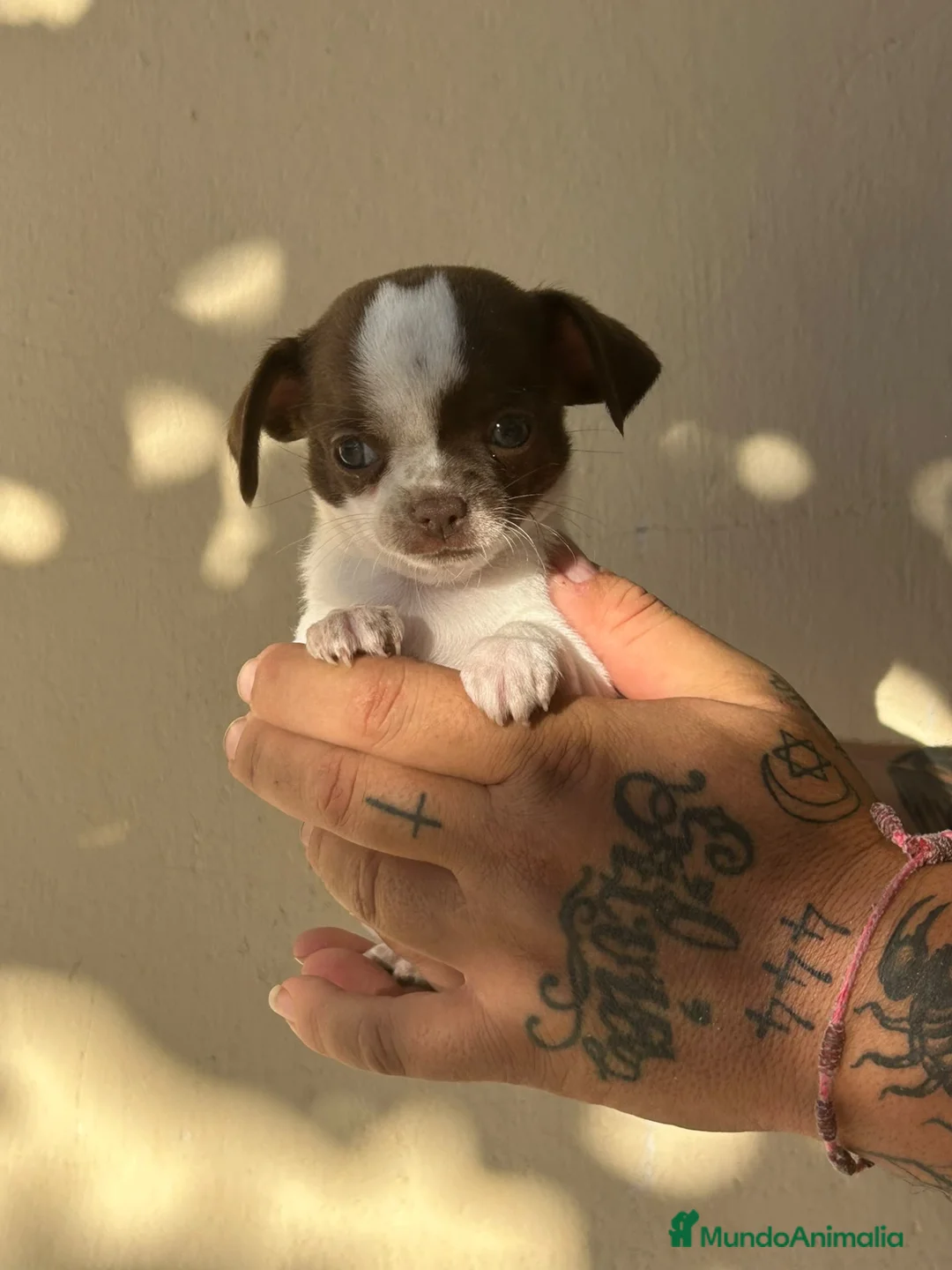 Chihuahua perros en venta: Chihuahua  - Anuncio 2