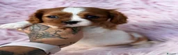 Cavalier King Charles Spaniel perros en venta: CAVALIER BLENHEIN MACHOS Y HEMBRAS - Anuncio 7