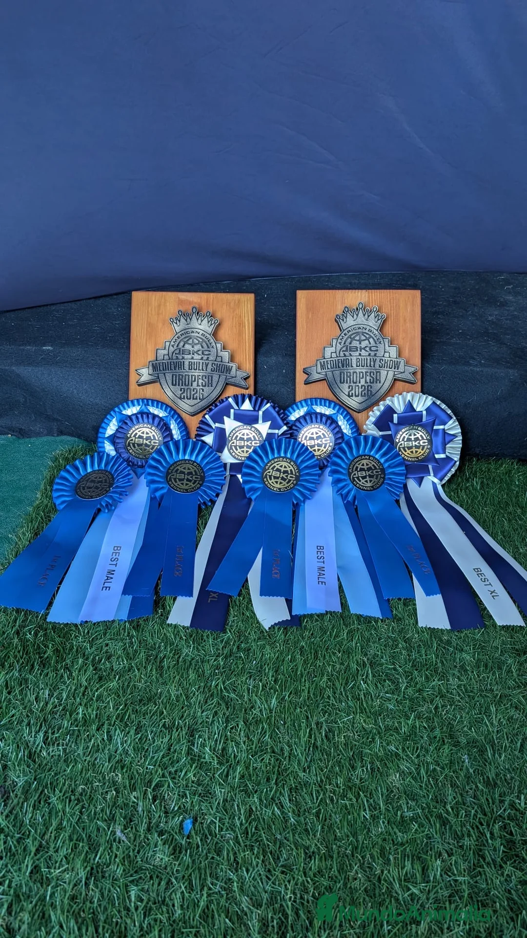 American Bully perros en venta: Bully xl  - Anuncio 2