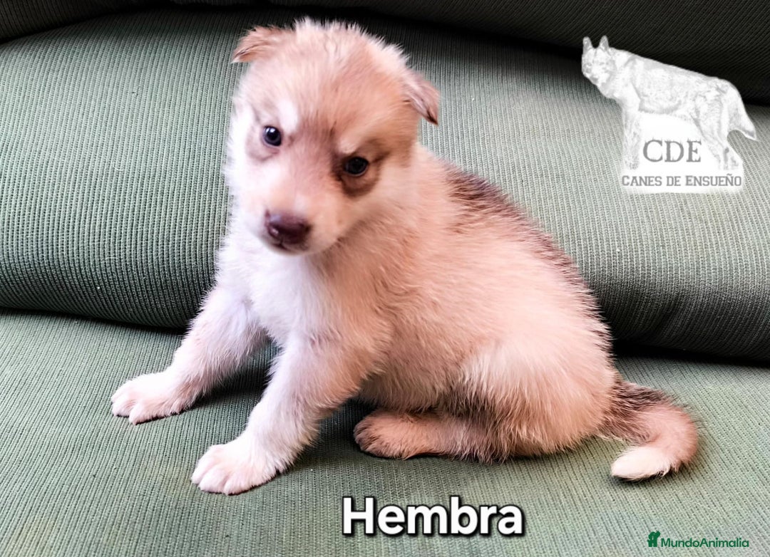Husky Siberiano perros en venta: Precios husky siberianos - Imagen 7