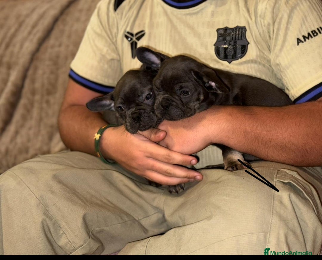 Bulldog Francés perros en venta: Bulldog francés Blue tan M y H - Anuncio 8