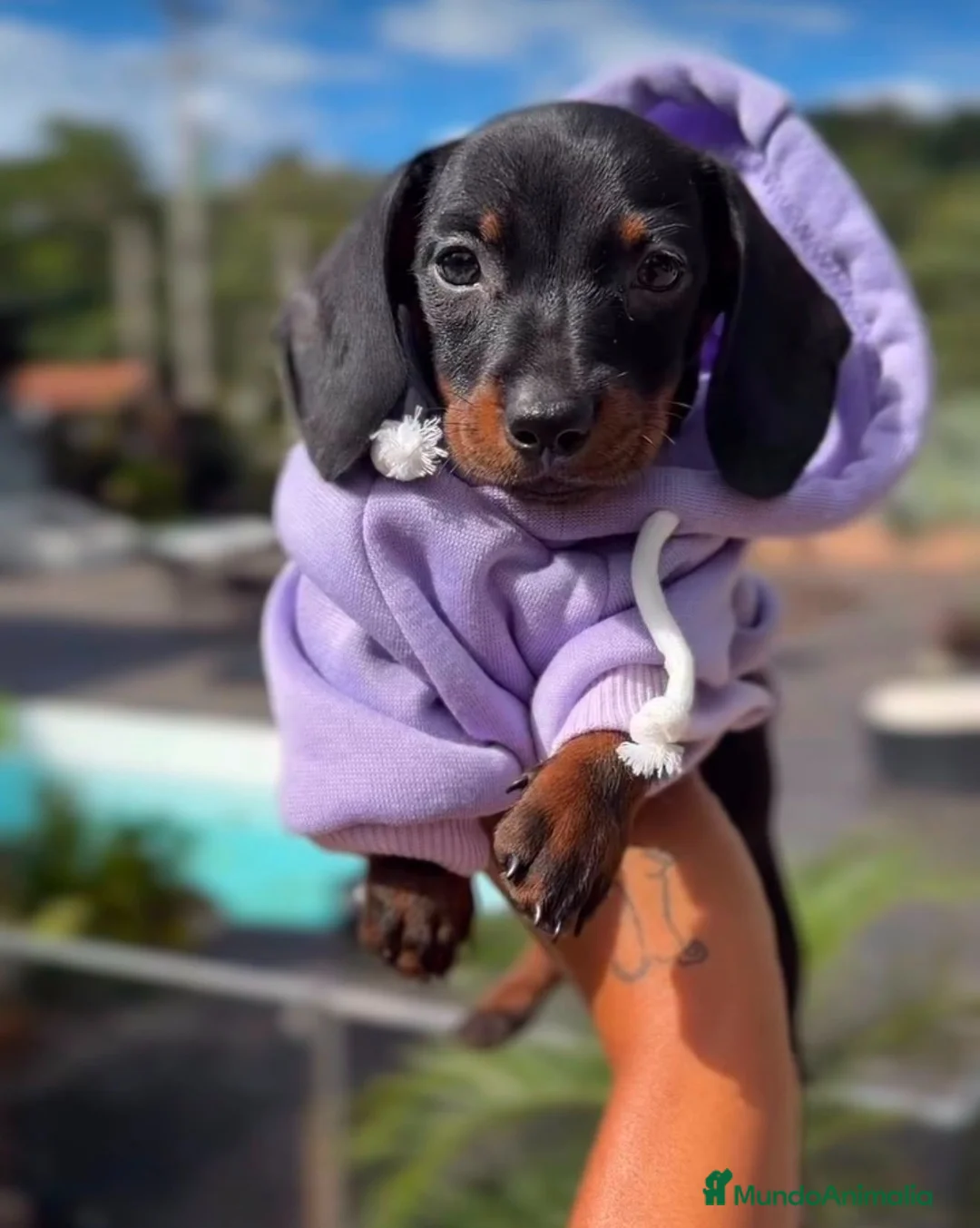 Teckel Miniatura perros en venta: Teckel - Anuncio 1