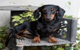 Teckel Miniatura perros en venta: Preciosos Teckel miniatura  - Imagen 7