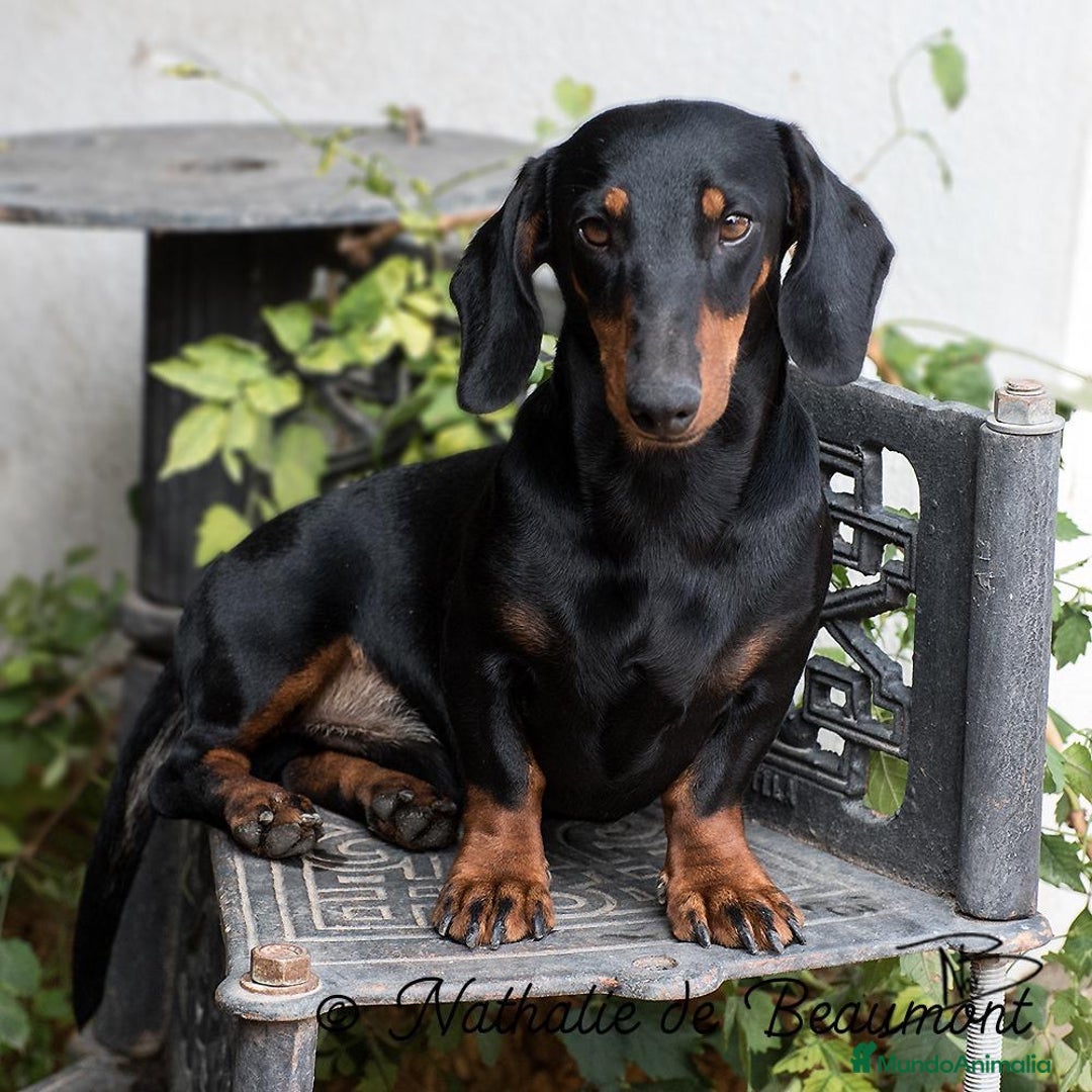 Teckel Miniatura perros en venta: Preciosos Teckel miniatura  - Imagen 7