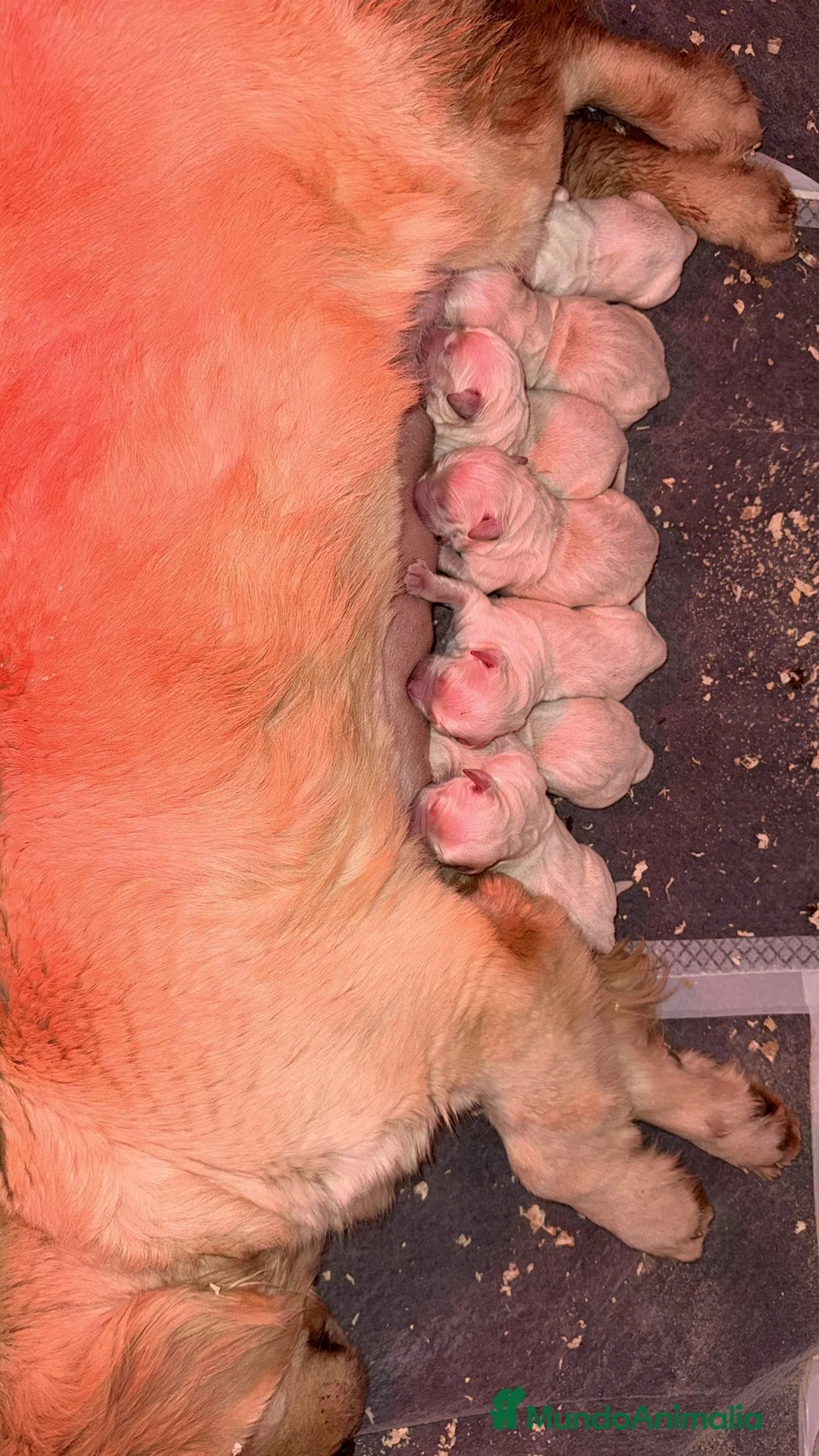 Golden Retriever perros en venta: Golden retriever bebes espectaculares y nobles  - Anuncio 2