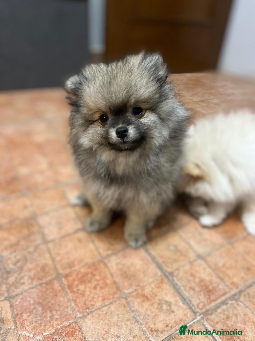 Pomerania perros en venta: Lulu pomerania toy - Anuncio 4
