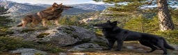 Perro Lobo Checoslovaco perros en venta: PERRO LOBO  - Anuncio 1