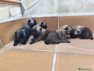 Pomerania perros POMERANIA - Anuncio 1