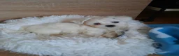 Bichón Maltés perros en venta: Bichón maltés - Anuncio 3