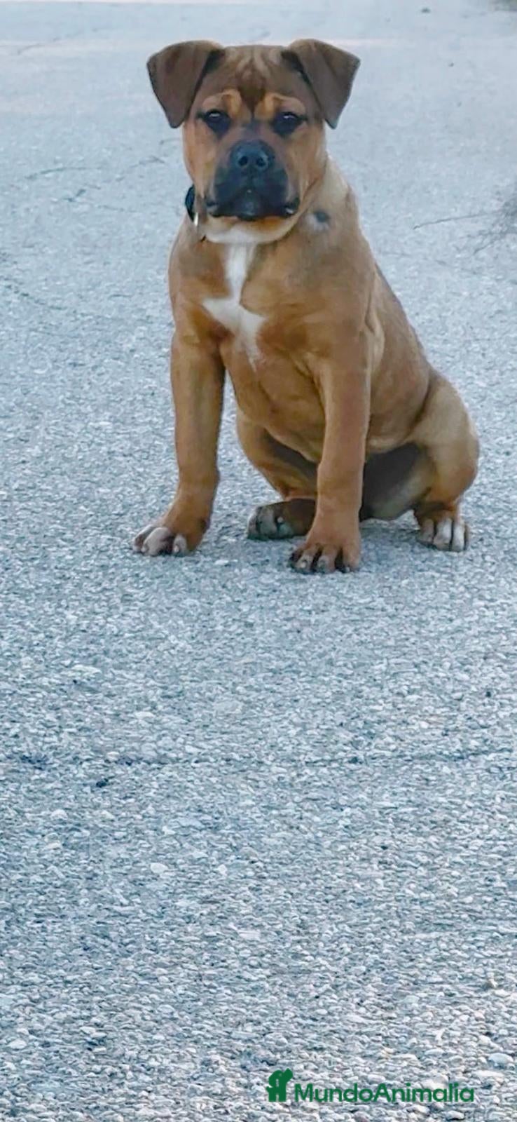 Raza Mixta perros Cachorra de bandog - Anuncio 1