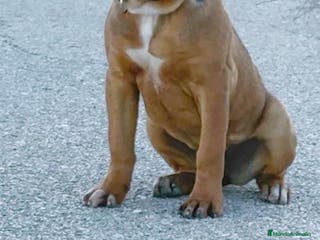 Raza Mixta perros Cachorra de bandog - Anuncio 34