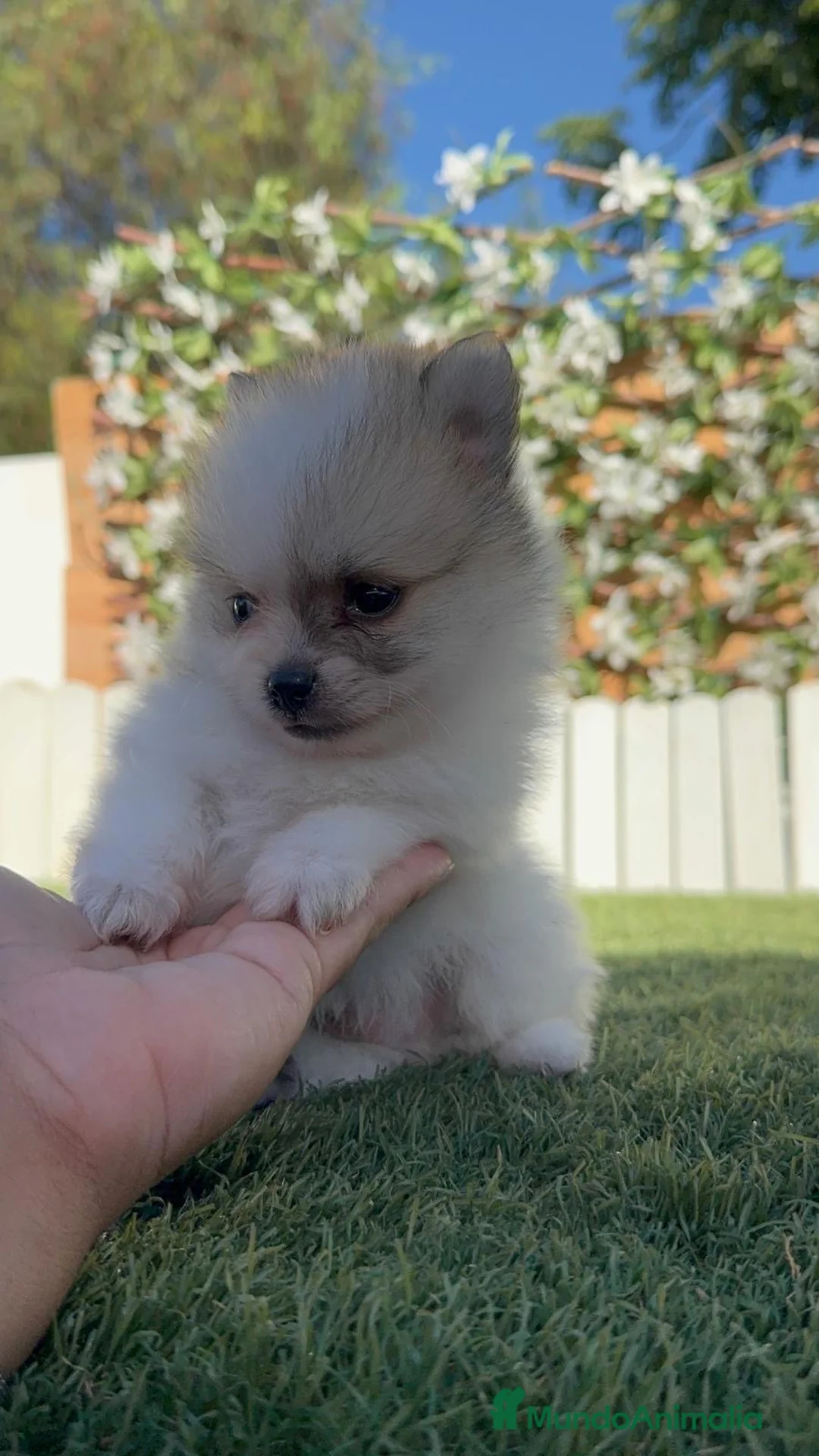 Pomerania perros en venta: POMERANIA - Anuncio 2