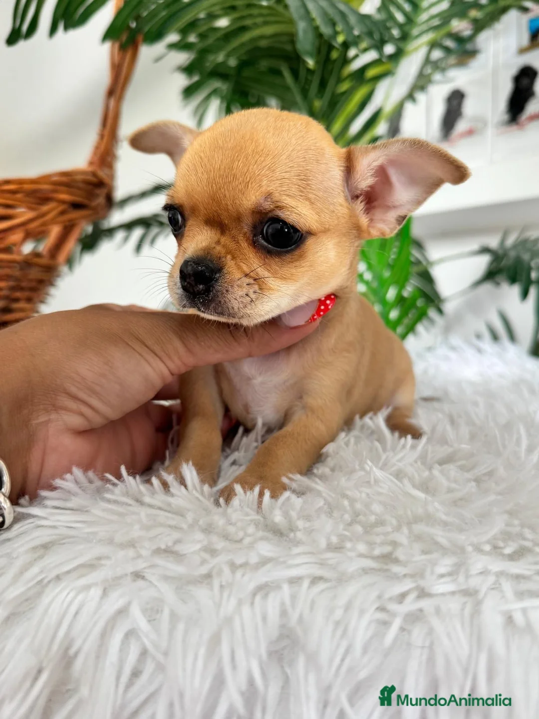 Chihuahua perros en venta: CHIHUAHUA HEMBRA - Anuncio 11