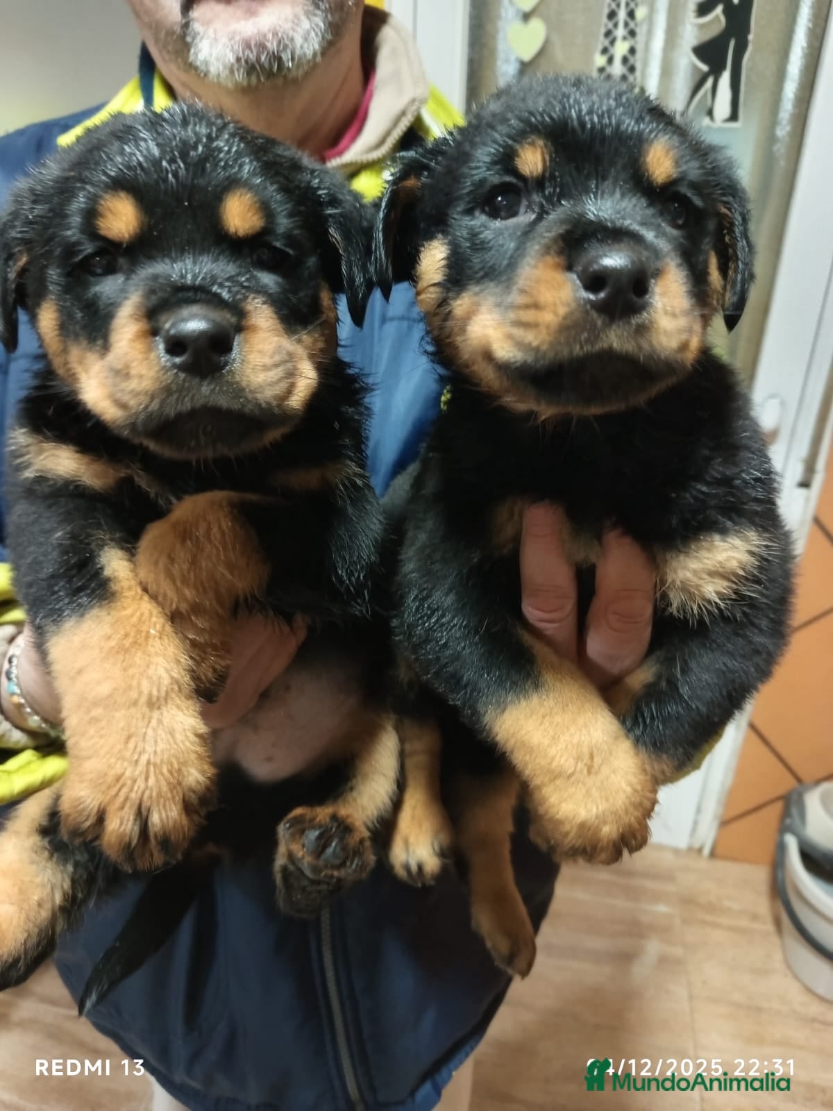 Rottweiler perros ULTIMO MACHITO ROTTWAILLER ENTREGA INMEDIATA ⭐ - Anuncio 1