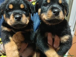 Rottweiler perros ULTIMO MACHITO ROTTWAILLER ENTREGA INMEDIATA ⭐ - Anuncio 1
