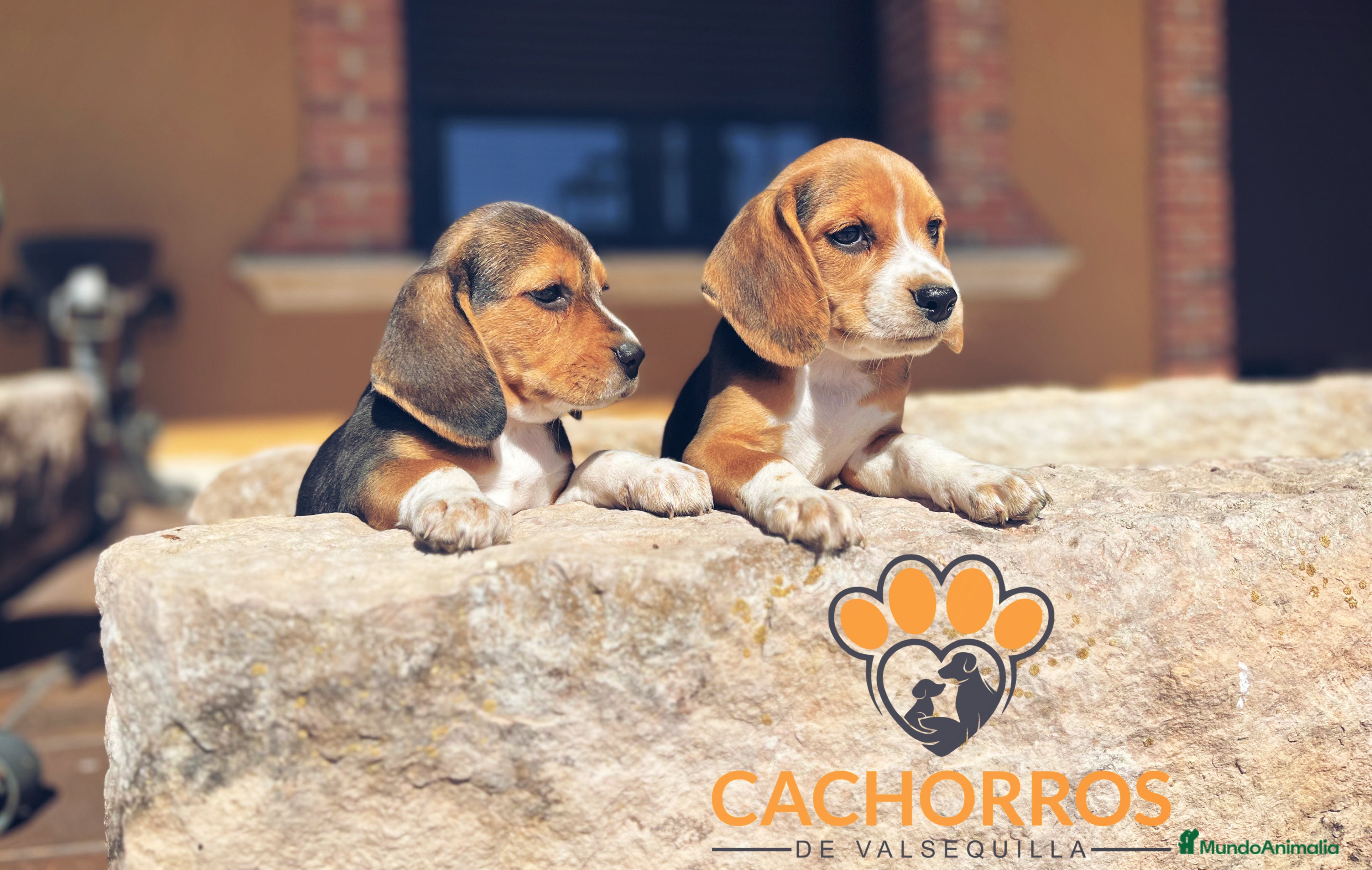 Beagle perros Beagle - Anuncio 2