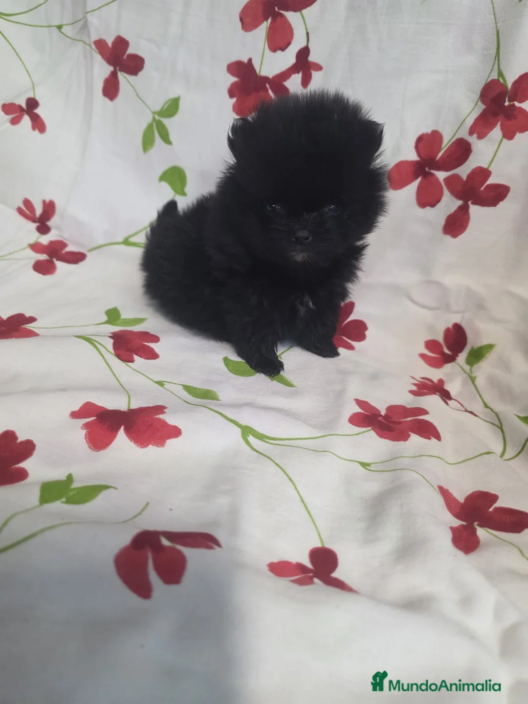 Pomerania perros en venta: Pomerania toy - Anuncio 2
