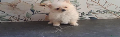 Pomerania Cachorro 2