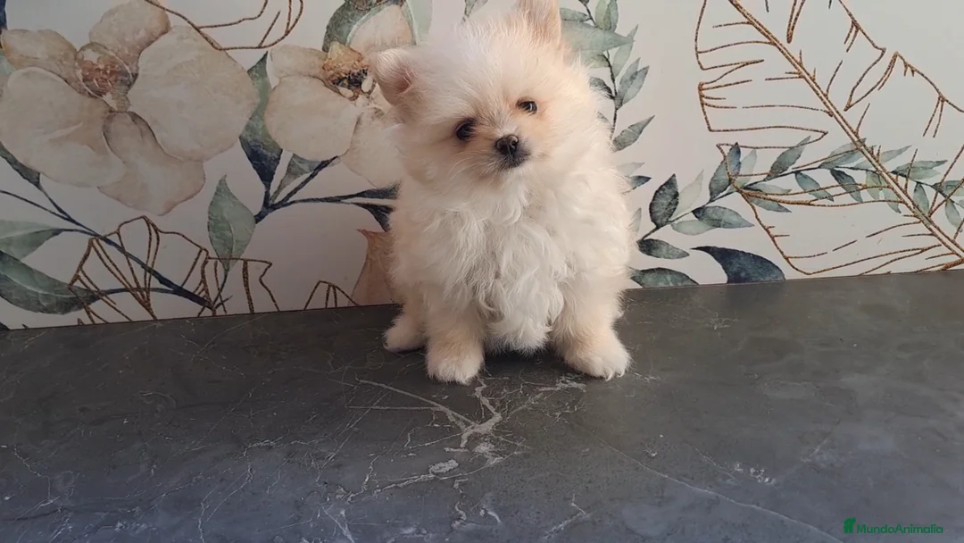 Pomerania perros en venta: Lulu de Pomerania  - Anuncio 2