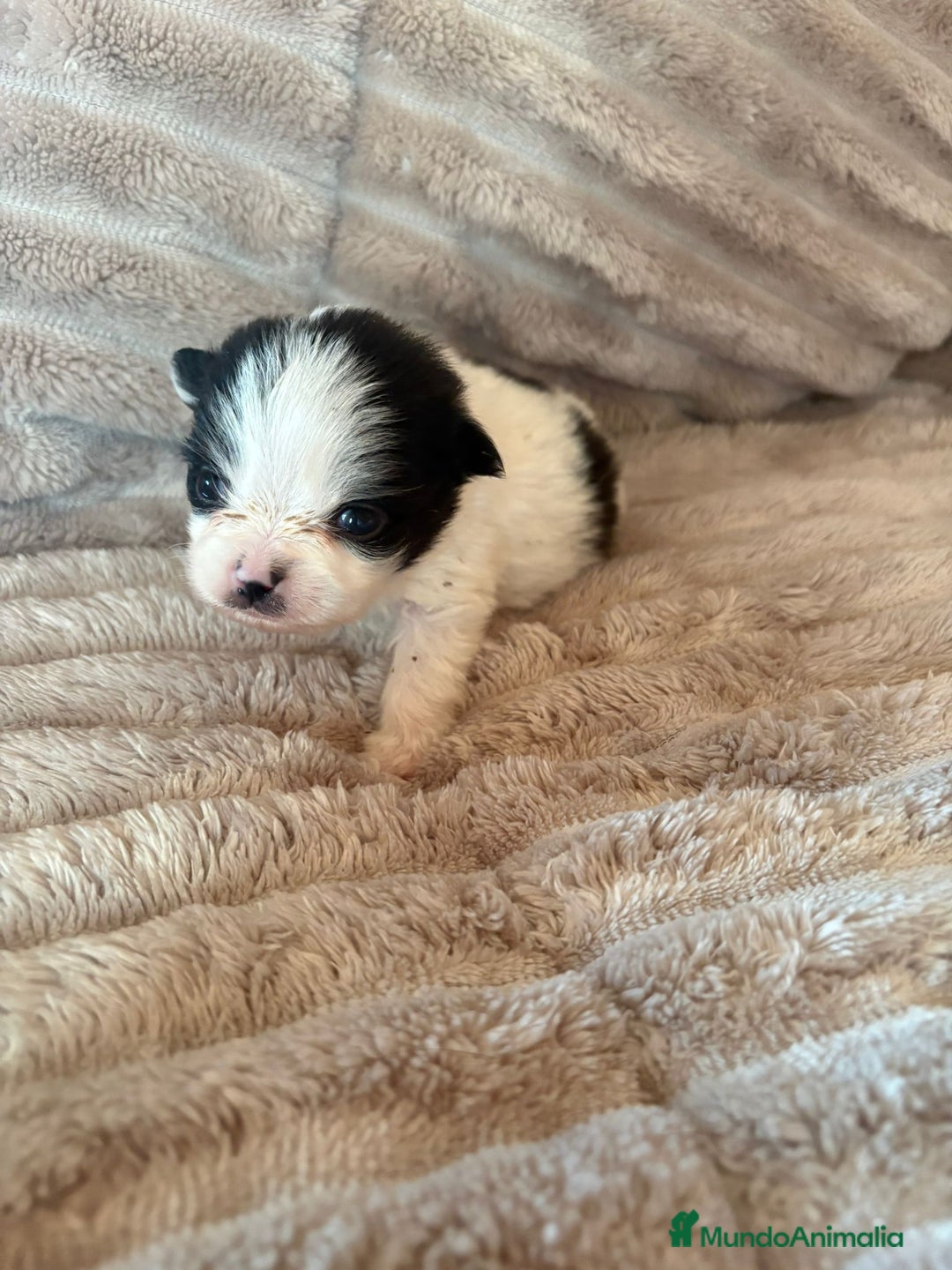 Pomerania perros en venta: Lulu Pomerania macho Party  Pele y Mele son papas  - Anuncio 10