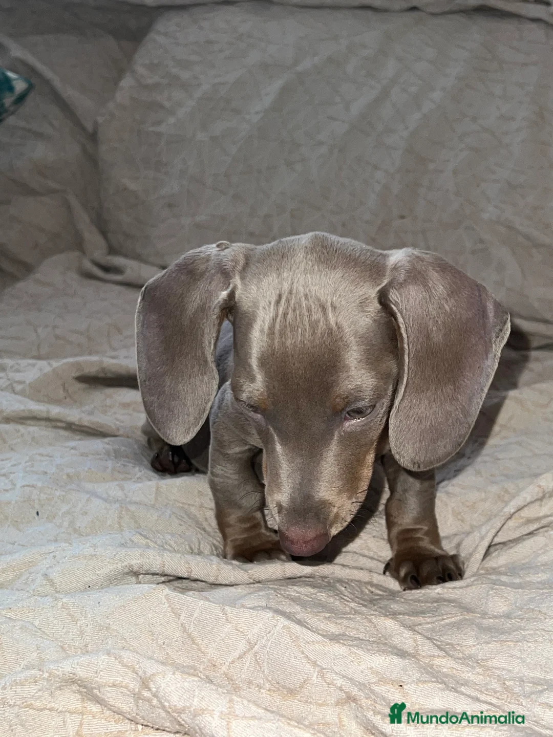 Teckel Miniatura perros en venta: Teckel puppy  en Ciudad Real - Anuncio 4